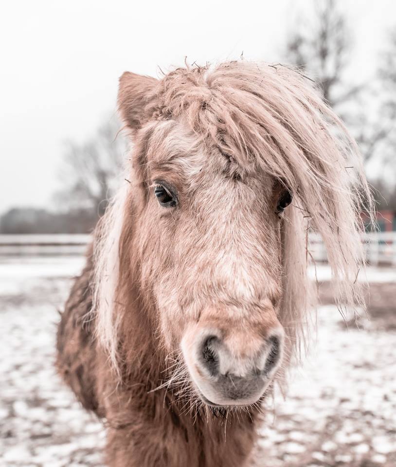 54394332_304598883545475_7432547687204913152_n