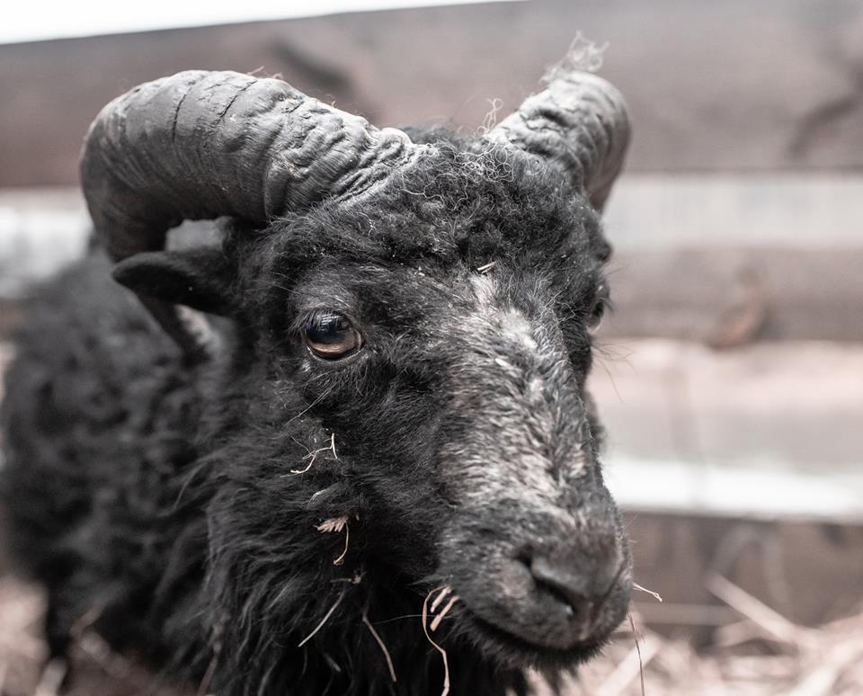 55822100_304599063545457_6584089980350496768_n