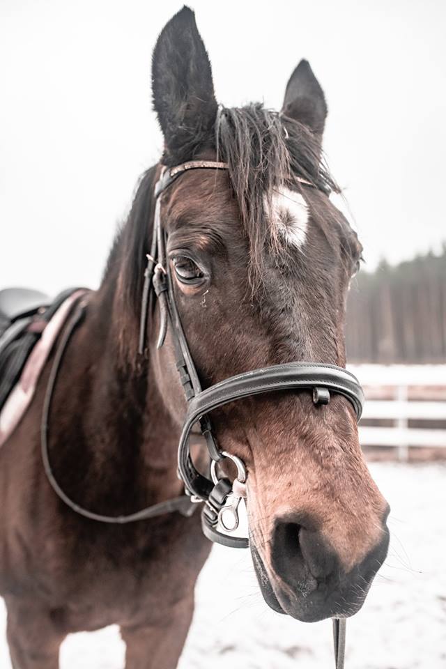 55842798_304599196878777_4808406674614255616_n