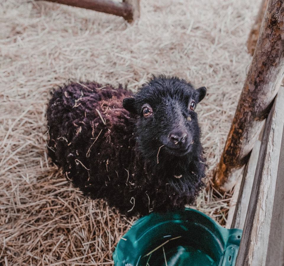 55963109_304598750212155_8473908004708679680_n