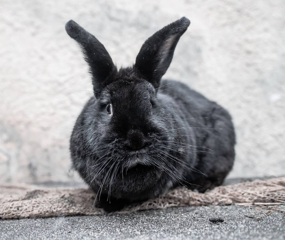 56218159_304598920212138_234236254919589888_n