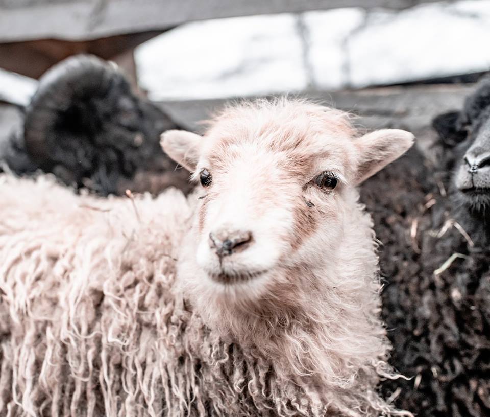 56303444_304598893545474_7920493531519516672_n