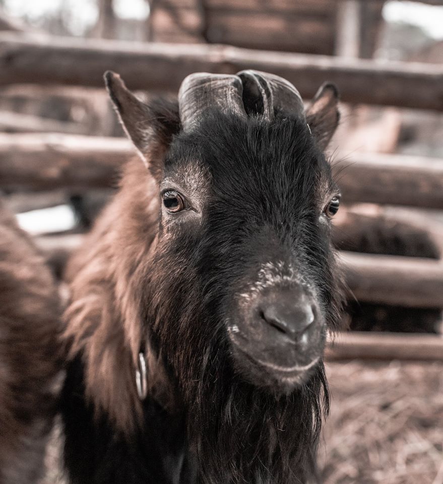 56395090_304599136878783_7548785015656546304_n