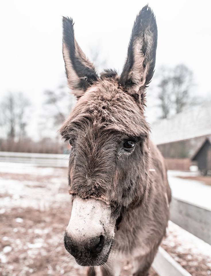 56474537_304598983545465_3069331711604031488_n