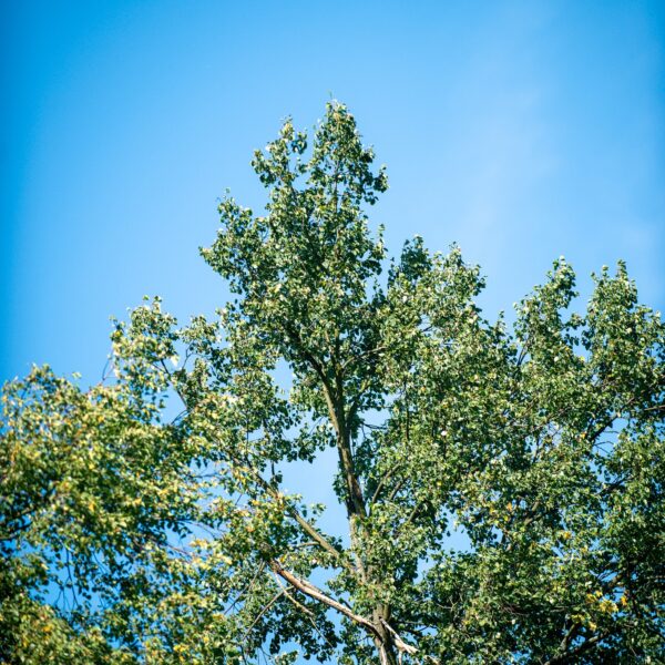 535986993_1176661054496073_1762071472905246732_n